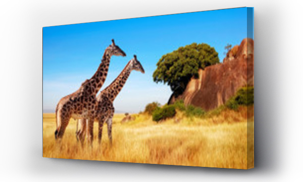 afryka, natura, żyrafa