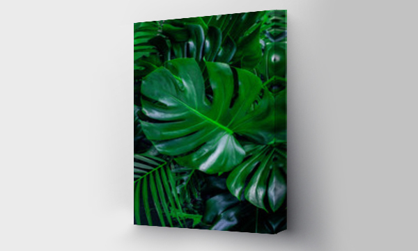 Wizualizacja Obrazu : #324709644 Monstera zielone liście lub Monstera Deliciosa w ciemnych odcieniach, tło lub zielone liściaste tropikalne sosnowe wzory leśne dla kreatywnych elementów projektu. Philodendron monstera tekstury