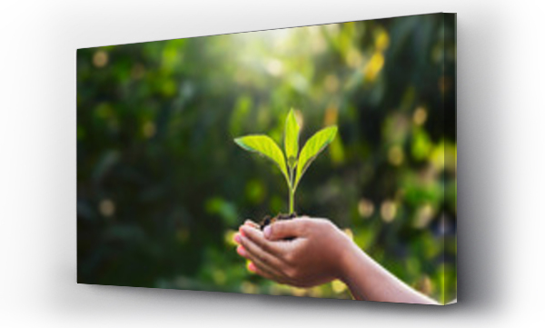 Wizualizacja Obrazu : #325718301 hand children holding young plant with sunlight on green nature background. concept eco earth day