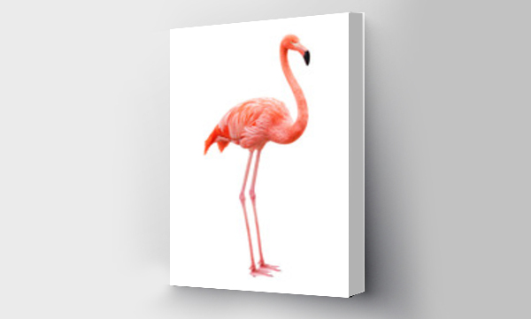 Flamingo stoi na białym tle