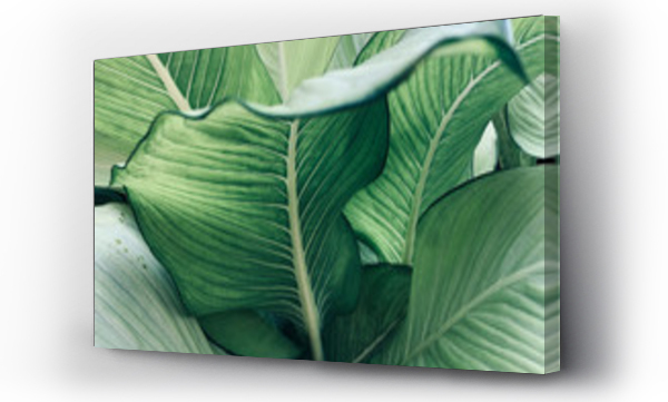 Wizualizacja Obrazu : #326485640 Abstract tropical green leaves pattern, lush foliage houseplant Dumb cane or Dieffenbachia the tropic plant.