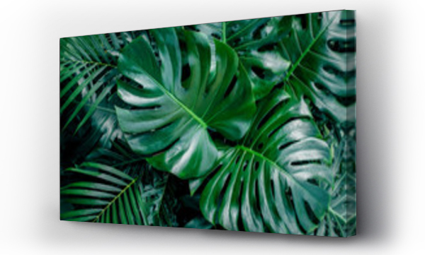 Wizualizacja Obrazu : #326632781 Monstera zielone liście lub Monstera Deliciosa w ciemnych odcieniach, tło lub zielone liściaste tropikalne sosnowe wzory leśne dla kreatywnych elementów projektu. Philodendron monstera tekstury