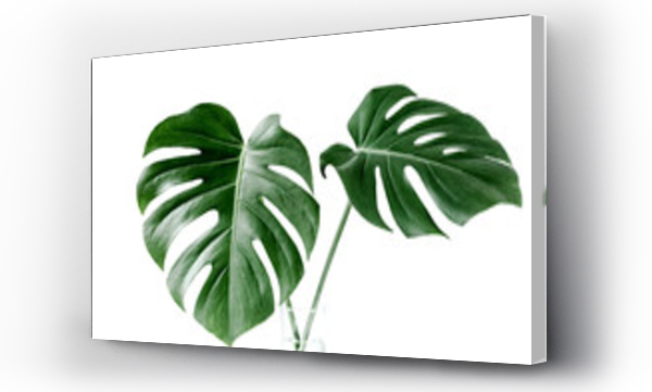 Zbliżenie na liść Monstera. Tropikalne liście palmowe Monstera odizolowane na białym tle. Tropikalna koncepcja przyrody.