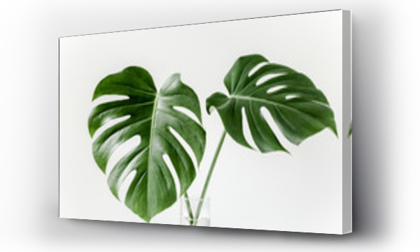 monstera