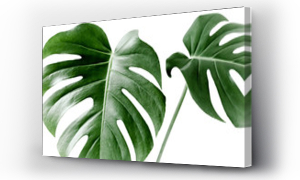 monstera