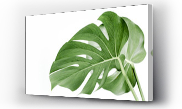 monstera
