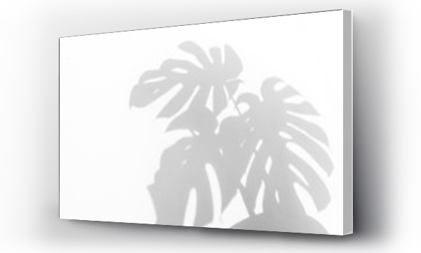 Wizualizacja Obrazu : #327856891 shadows monstera leaf on concrete textured wall surface background. White and Black tone