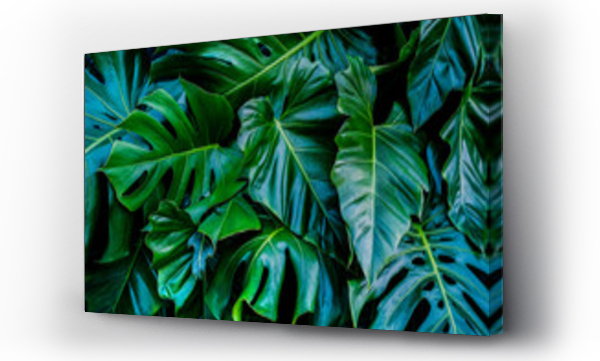 Wizualizacja Obrazu : #327962513 Monstera zielone liście lub Monstera Deliciosa w ciemnych odcieniach, tło lub zielone liściaste tropikalne sosnowe wzory leśne dla kreatywnych elementów projektu. Philodendron monstera tekstury