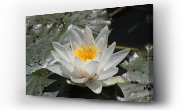 Kwiaty, lilia wodna, nenufary