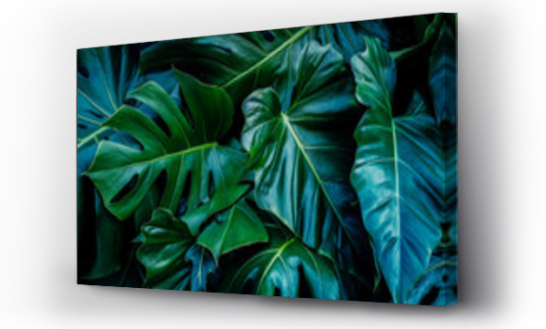 Monstera zielone liście lub Monstera Deliciosa w ciemnych odcieniach, tło lub zielone liściaste tropikalne sosnowe wzory leśne dla kreatywnych elementów projektu. Philodendron monstera tekstury