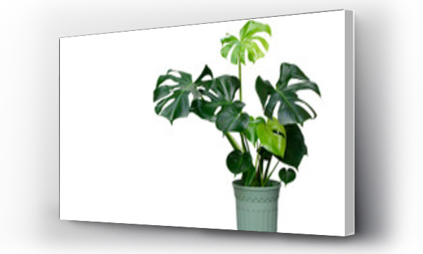 Wizualizacja Obrazu : #328478701 Piękny z Monstera Deliciosa lub Swiss Cheese roślin w zielonej doniczce z odbiciem słońca izolowane na białym tle. Ta roślina używana do dekoracji domu, biura, salonu lub ogrodu.