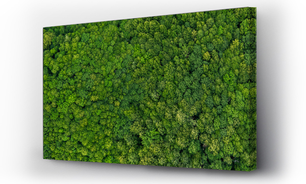 Wizualizacja Obrazu : #328520166 top view on the forest panoramic