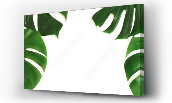 Wizualizacja Obrazu : #328627410 tropical green monstera leaves , branches pattern isolated frame banner on a white background. top view.copy space.abstract.
