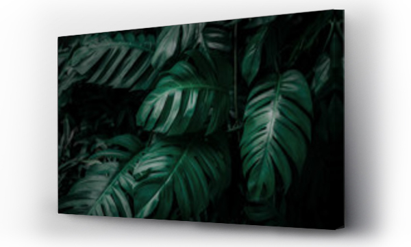 Wizualizacja Obrazu : #328691870 Monstera green leaves or Monstera Deliciosa in dark tones, background or green leafy tropical pine forest patterns for creative design elements. Philodendron monstera textures