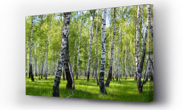 letni krajobraz lasu brzozowego