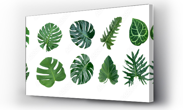 monstera