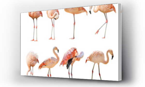 Wizualizacja Obrazu : #329534312 isolated on white eight flamingo