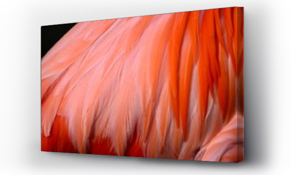 Wizualizacja Obrazu : #329611878 Close up of flamingo feathers 