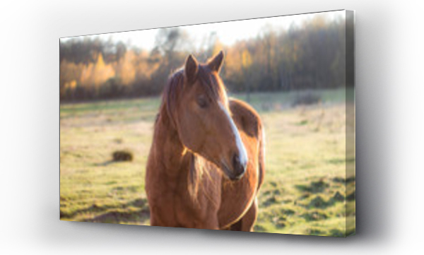 Konie na farmie, ko?, osio?, naura, farma, zwierz?ta