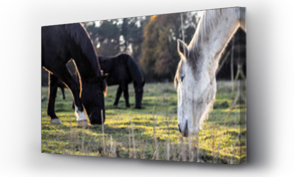Wizualizacja Obrazu : #329654795 Konie na farmie, ko?, osio?, naura, farma, zwierz?ta