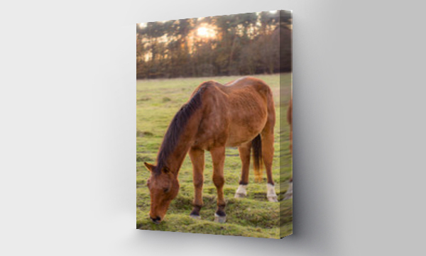 Wizualizacja Obrazu : #329654809 Konie na farmie, ko?, osio?, naura, farma, zwierz?ta