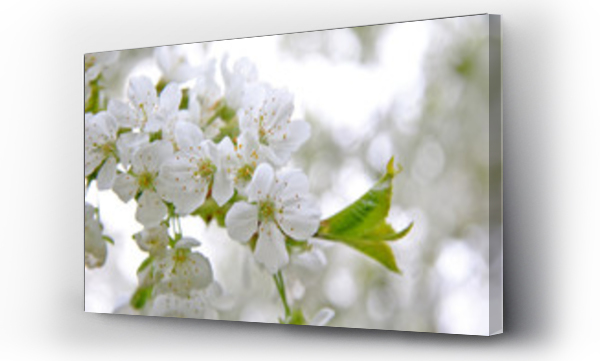 Wizualizacja Obrazu : #329935586 Wiosenne kwiaty