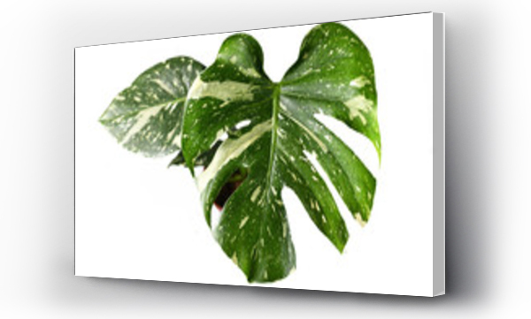 monstera