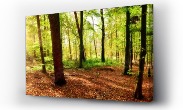 Wizualizacja Obrazu : #330830411 Forest panorama in autumn with bright sun shining through the trees