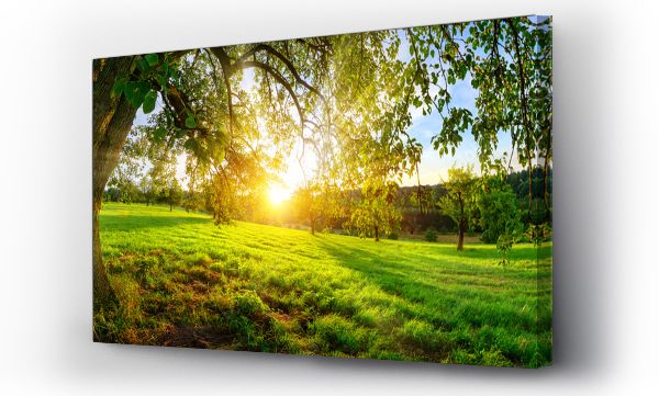 Wizualizacja Obrazu : #331269910 Widok na zachód słońca spod drzewa na zielonej łące z wzgórzami na horyzoncie