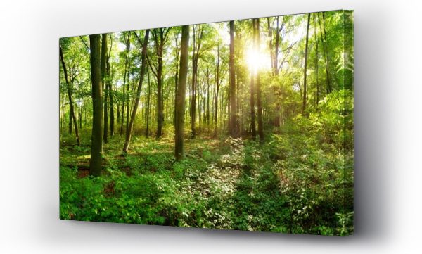 Panorama dzikiego lasu w lecie z jasnym słońcem prześwitującym przez drzewa