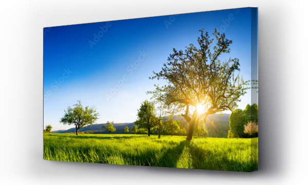 Wizualizacja Obrazu : #333689494 Słońce świecące przez drzewo na zielonej łące, panoramiczny tętniący życiem wiejski krajobraz z czystym niebieskim niebie przed zachodem słońca