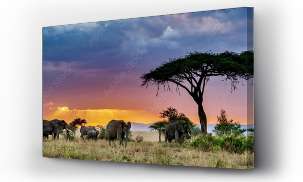 Panoramiczne ujęcie grupy słoni na pustkowiu o zachodzie słońca