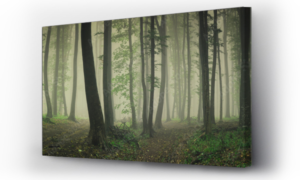 Wizualizacja Obrazu : #334165402 mgła w zielonym lesie, las panorama krajobraz