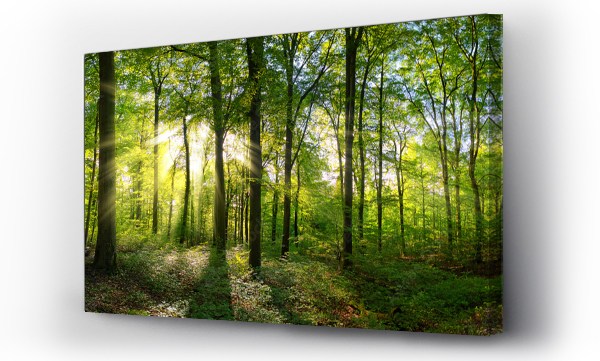 Wizualizacja Obrazu : #335077582 Panorama zielonego lasu drzew liściastych z przebijającym się przez liście słońcem rzucającym swoje promienie światła