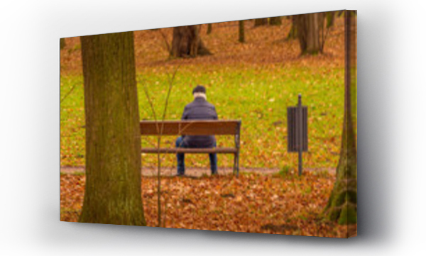 drzewo, drzewo życia, ławka