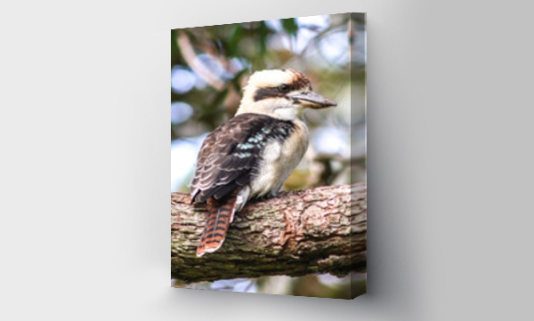 Egzotyczne, zwierzęta