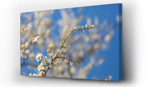 Wizualizacja Obrazu : #335897548 wiosna