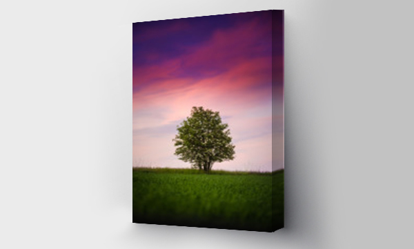 Wizualizacja Obrazu : #336145333 Samotne drzewo na polu