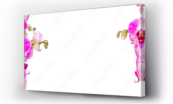 Biae to obramowane kwiatami orchidei. Kolorowe kwiaty i wolna przestrze.