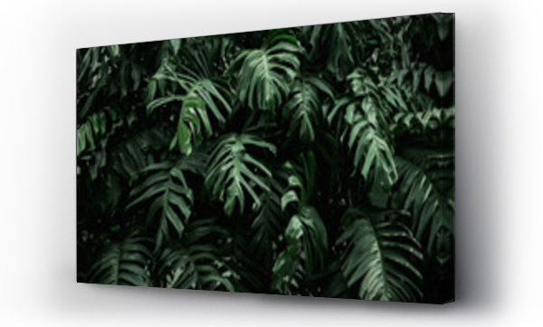 Wizualizacja Obrazu : #336613972 greenery leaf of monstera philodendron plant growing in garden