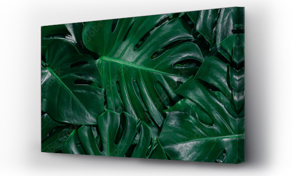 Wizualizacja Obrazu : #337002811 Monstera zielone liście lub Monstera Deliciosa w ciemnych odcieniach, tło lub zielone liściaste tropikalne sosnowe wzory leśne dla kreatywnych elementów projektu. Philodendron monstera tekstury