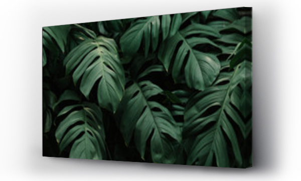 Wizualizacja Obrazu : #337232831 Tropical green leaves background