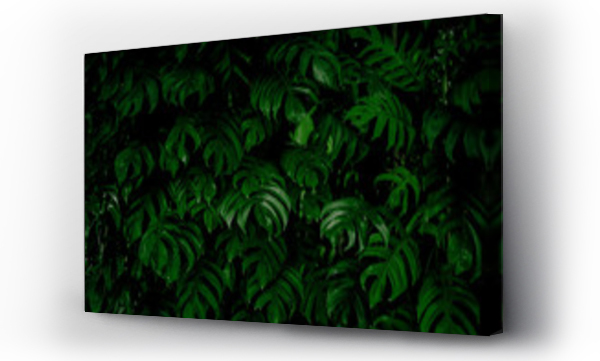 Wizualizacja Obrazu : #337343582 Monstera green leaves or Monstera Deliciosa in dark tones, background or green leafy tropical pine forest patterns for creative design elements. Philodendron monstera textures