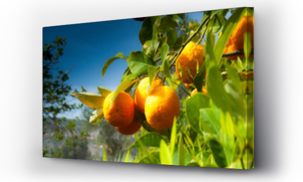 drzewo, Krajobraz kwiaty