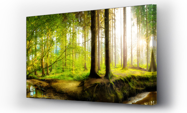 Wizualizacja Obrazu : #337493009 Panorama świeżego, zielonego lasu na wiosnę z jasnym światłem słonecznym prześwitującym przez drzewa