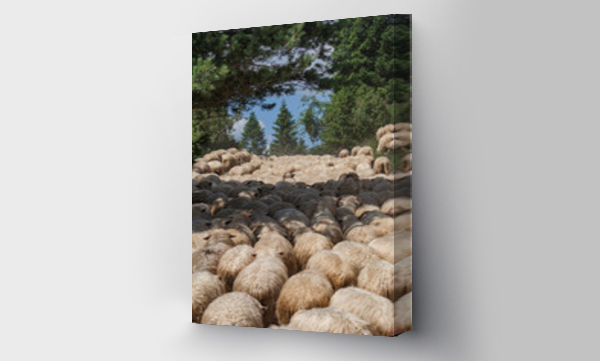 Wizualizacja Obrazu : #337666910 Kierdel owiec w Pieninach