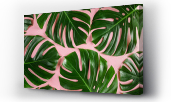 Wizualizacja Obrazu : #337840506 Creative pastel green monstera leaves abstract pattern
