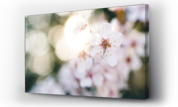 drzewo, kwiat wiśni, kwiat wiśni