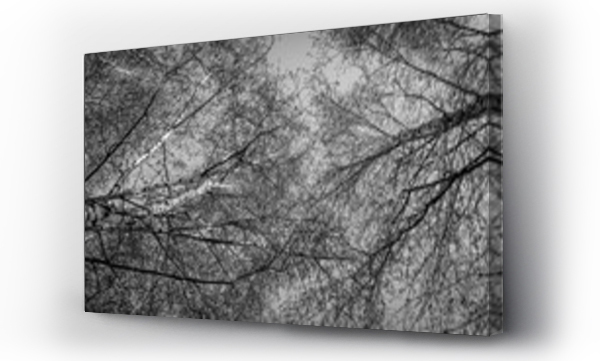 Czarno białe, drzewo