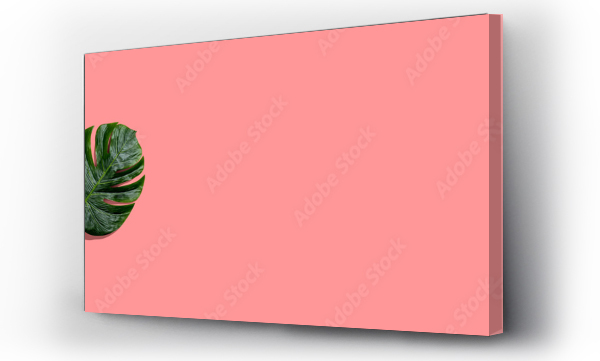 Wizualizacja Obrazu : #339024604 Tropical monstera leaves with hard shadow - flat lay